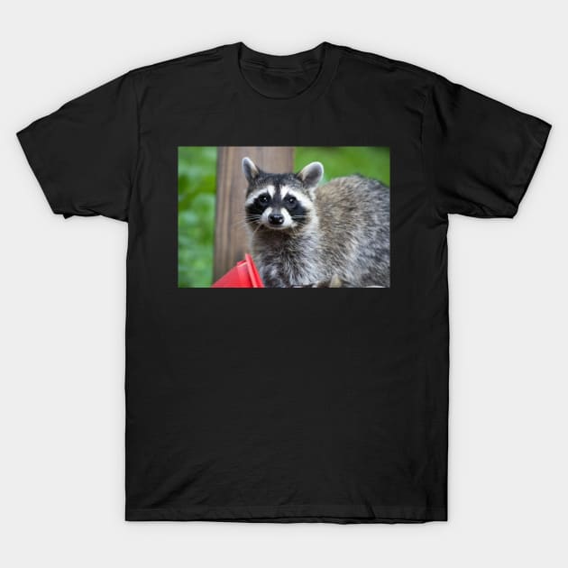 Sad Raccoon Print T-Shirt by astonishingemma